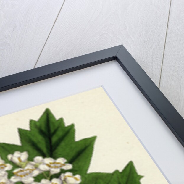 Pyrus Torminalis Wild Service-Tree by Anonymous