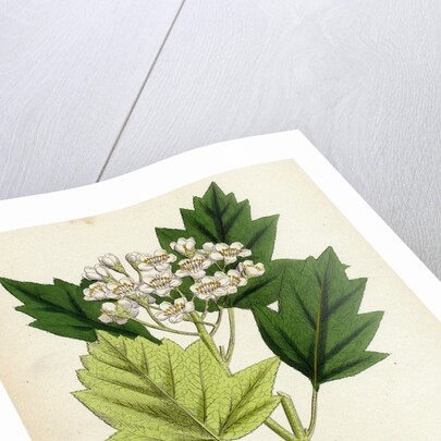 Pyrus Torminalis Wild Service-Tree by Anonymous