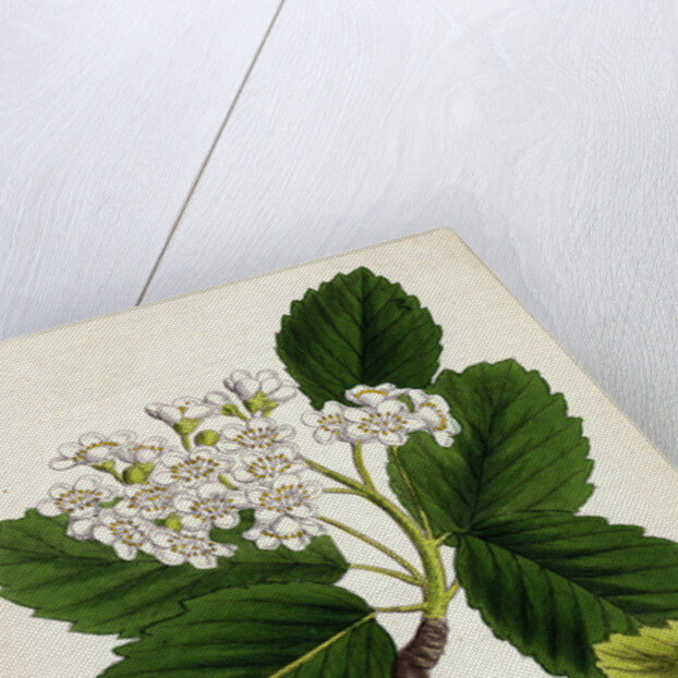 Pyrus Eu-Aria Common White-Beam by Anonymous