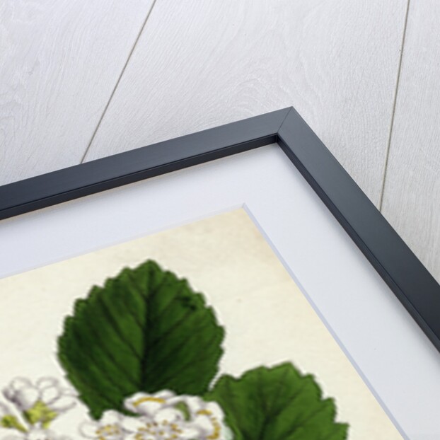 Pyrus Eu-Aria Common White-Beam by Anonymous