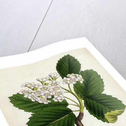 Pyrus Eu-Aria Common White-Beam by Anonymous