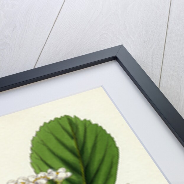 Pyrus Rupicola Rock White-Beam by Anonymous