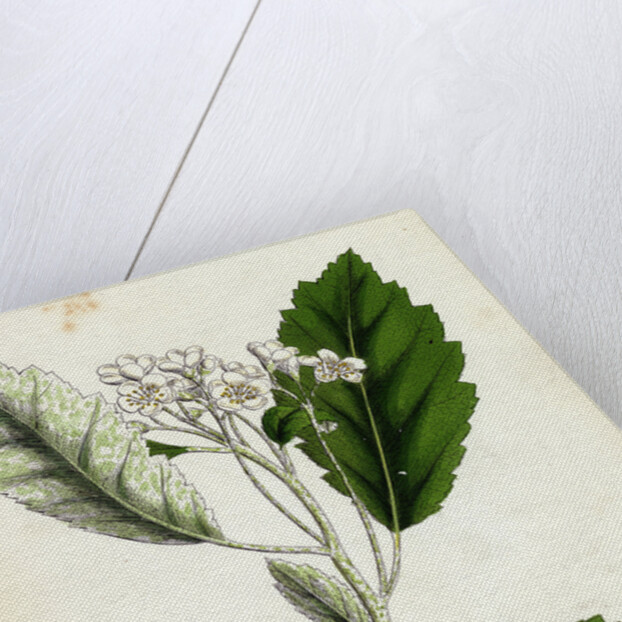 Pyrus Scandica Lobed-Leaved White-Beam by Anonymous