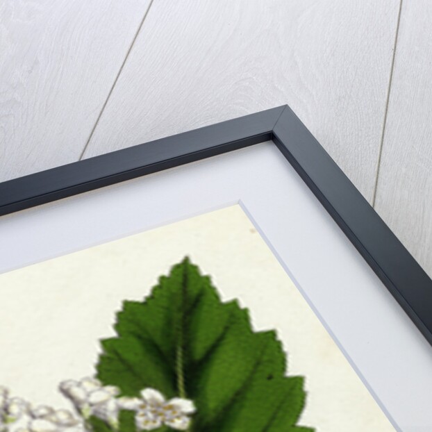 Pyrus Scandica Lobed-Leaved White-Beam by Anonymous