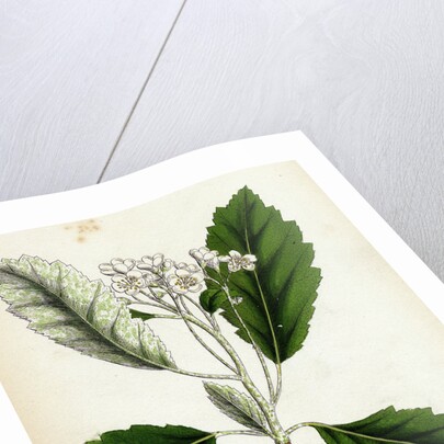 Pyrus Scandica Lobed-Leaved White-Beam by Anonymous