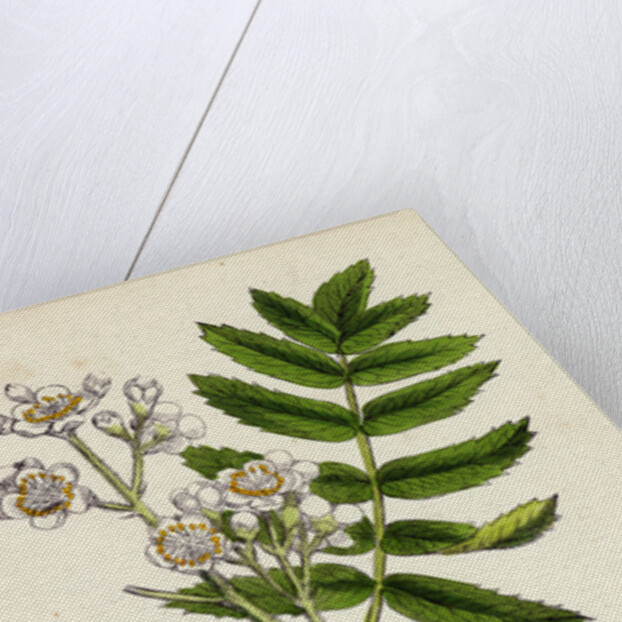 Pyrus Domestica Service-Tree by Anonymous