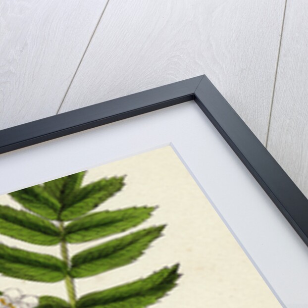 Pyrus Domestica Service-Tree by Anonymous