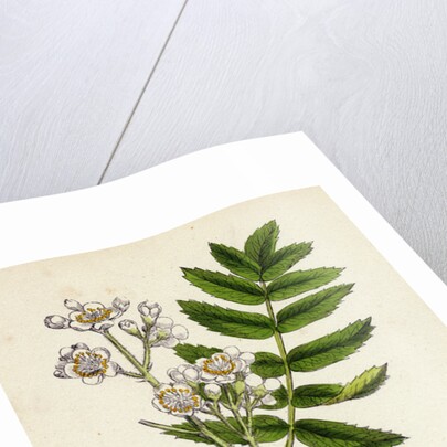 Pyrus Domestica Service-Tree by Anonymous