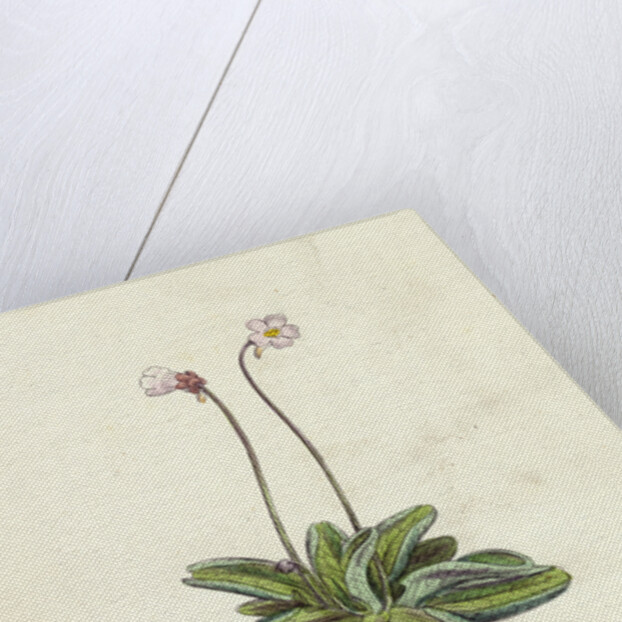 Pinguicula Lusitanica Pale Butterwort by Anonymous