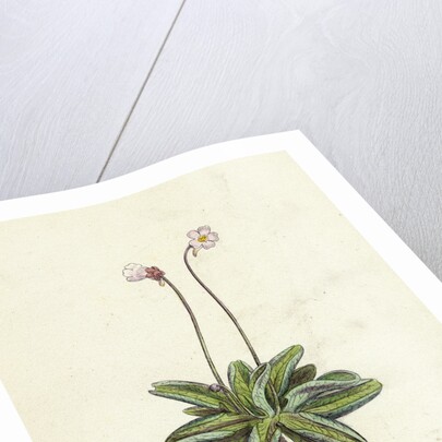 Pinguicula Lusitanica Pale Butterwort by Anonymous