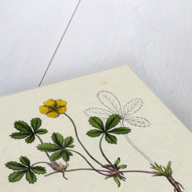 Potentilla Reptans Creeping Cinquefoil by Anonymous