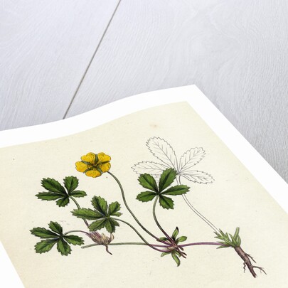 Potentilla Reptans Creeping Cinquefoil by Anonymous
