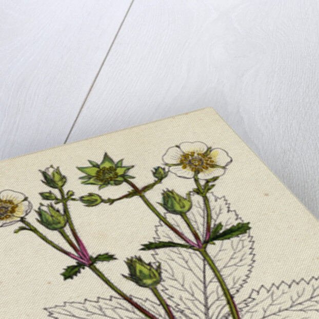 Potentilla Rupestris Strawberry-Flowered Cinquefoil by Anonymous