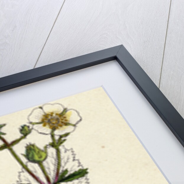 Potentilla Rupestris Strawberry-Flowered Cinquefoil by Anonymous