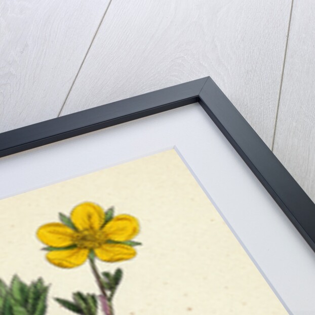 Potentilla Fruticosa Shrubby Cinquefoil by Anonymous