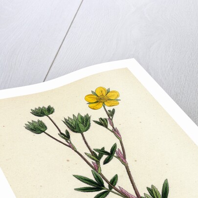 Potentilla Fruticosa Shrubby Cinquefoil by Anonymous