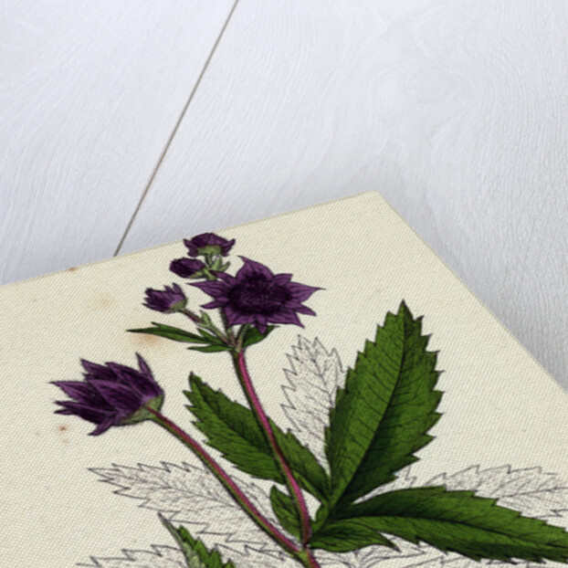 Potentilla Comarum Marsh Cinquefoil by Anonymous