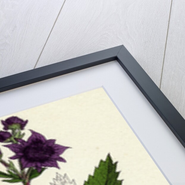 Potentilla Comarum Marsh Cinquefoil by Anonymous