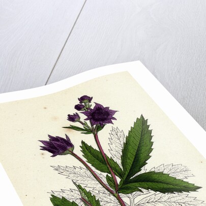 Potentilla Comarum Marsh Cinquefoil by Anonymous