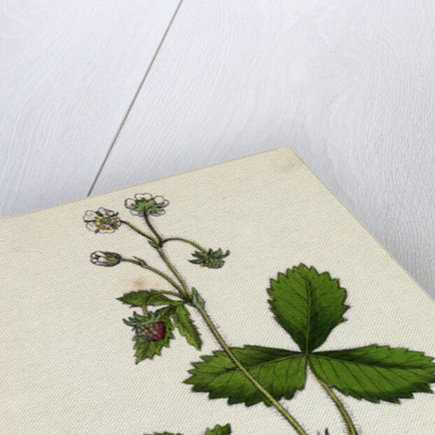 Fragaria Vesca Wild Strawberry by Anonymous