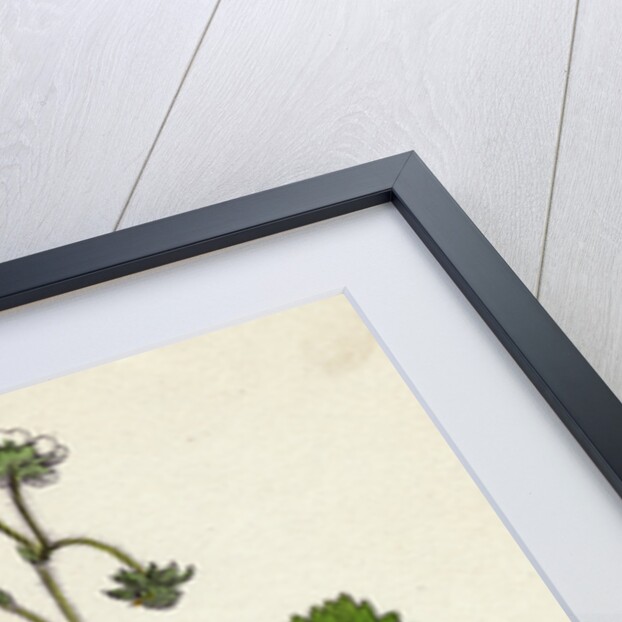 Fragaria Vesca Wild Strawberry by Anonymous