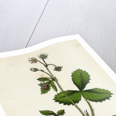 Fragaria Vesca Wild Strawberry by Anonymous