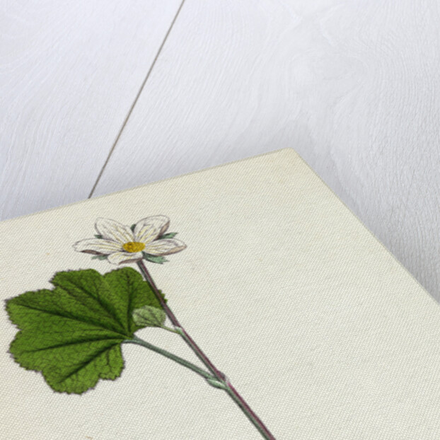 Rubus Chamaemorus Cloudberry by Anonymous