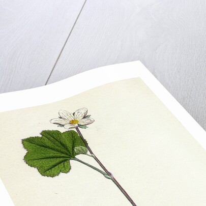 Rubus Chamaemorus Cloudberry by Anonymous