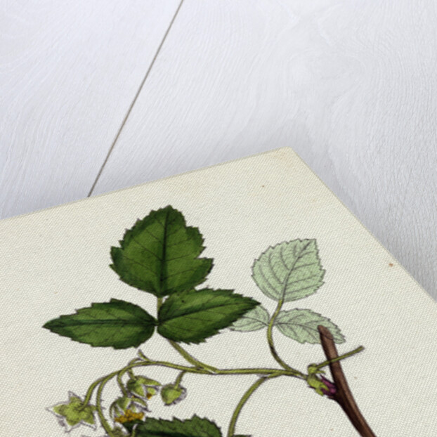 Rubus Idaeus Raspberry by Anonymous