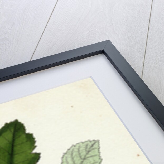 Rubus Idaeus Raspberry by Anonymous