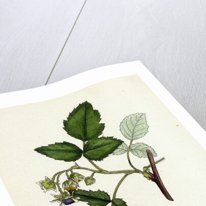 Rubus Idaeus Raspberry by Anonymous