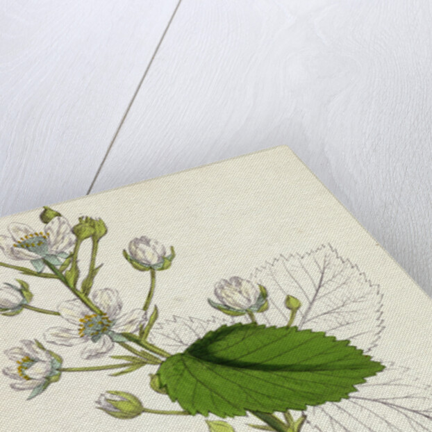 Rubus Suberectus Suberect Bramble by Anonymous