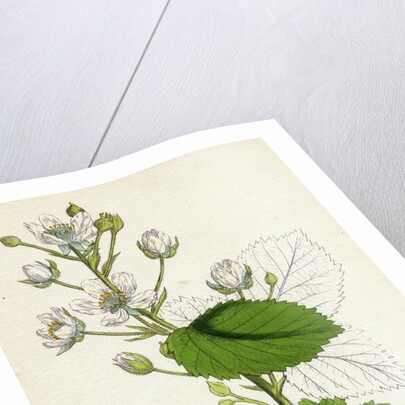 Rubus Suberectus Suberect Bramble by Anonymous