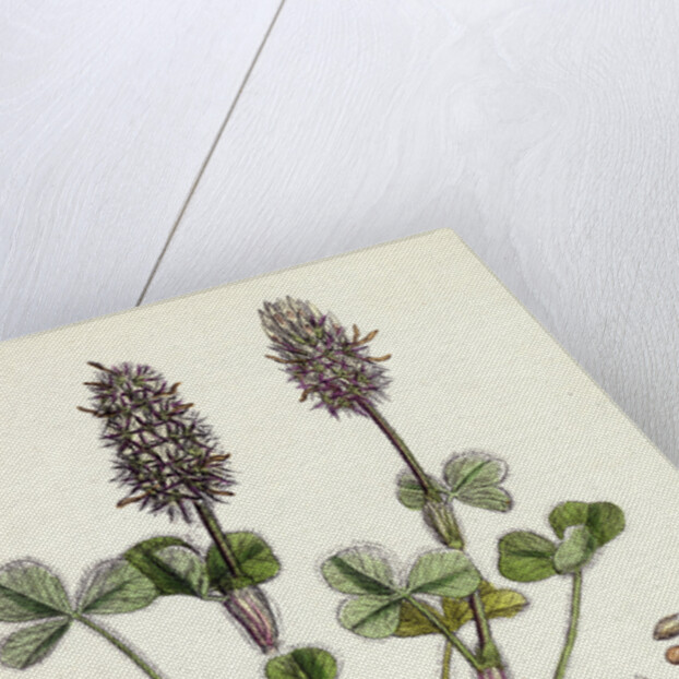 Trifolium Molinerii Balbi's Trefoil by Anonymous