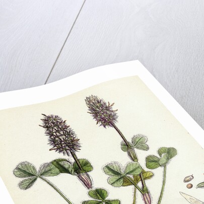 Trifolium Molinerii Balbi's Trefoil by Anonymous