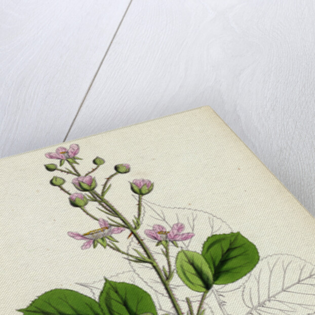 Rubus Mucronulatus Cuspidate-Leaved Bramble by Anonymous