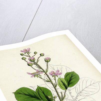 Rubus Mucronulatus Cuspidate-Leaved Bramble by Anonymous