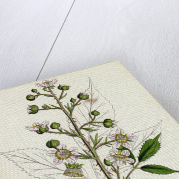 Rubus Radula File-Stemmed Bramble by Anonymous