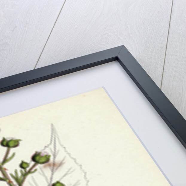 Rubus Radula File-Stemmed Bramble by Anonymous