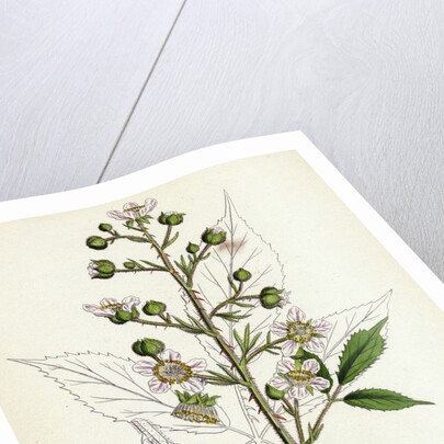 Rubus Radula File-Stemmed Bramble by Anonymous