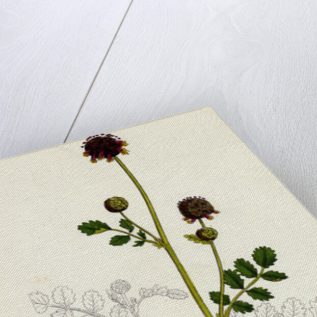 Poterium Sanguisorba Common Salad Burnet by Anonymous