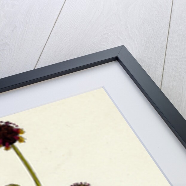 Poterium Sanguisorba Common Salad Burnet by Anonymous