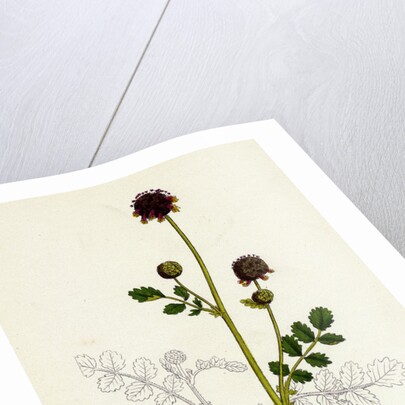 Poterium Sanguisorba Common Salad Burnet by Anonymous