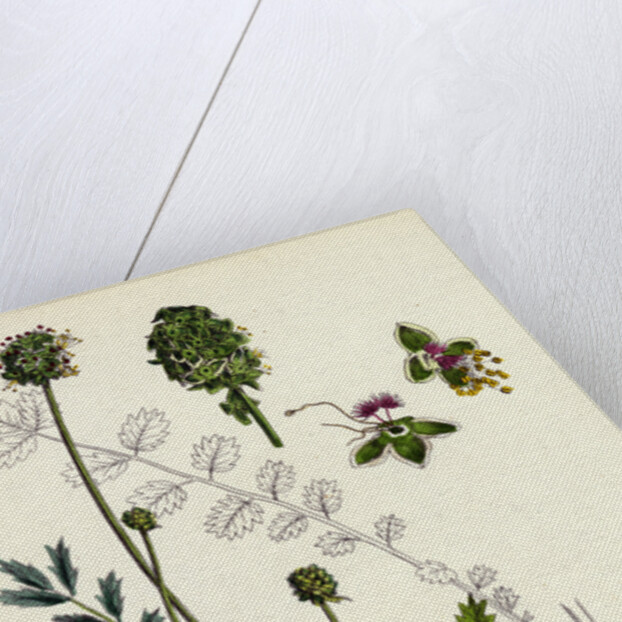 Poterium Muricatum Muricated Salad Burnet by Anonymous