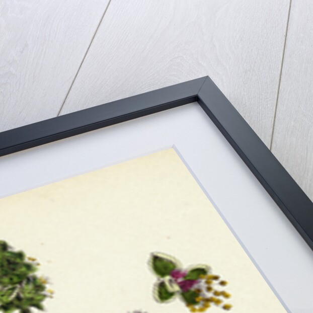 Poterium Muricatum Muricated Salad Burnet by Anonymous