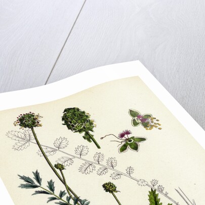 Poterium Muricatum Muricated Salad Burnet by Anonymous