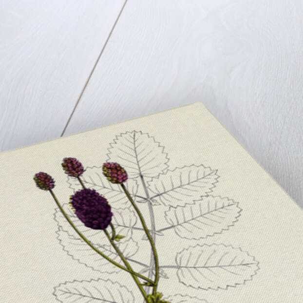 Sanguisorba Officinalis Great Burnet by Anonymous