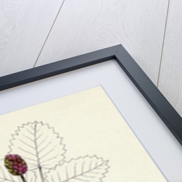 Sanguisorba Officinalis Great Burnet by Anonymous