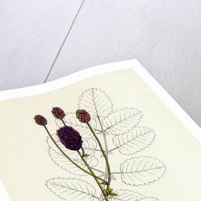 Sanguisorba Officinalis Great Burnet by Anonymous
