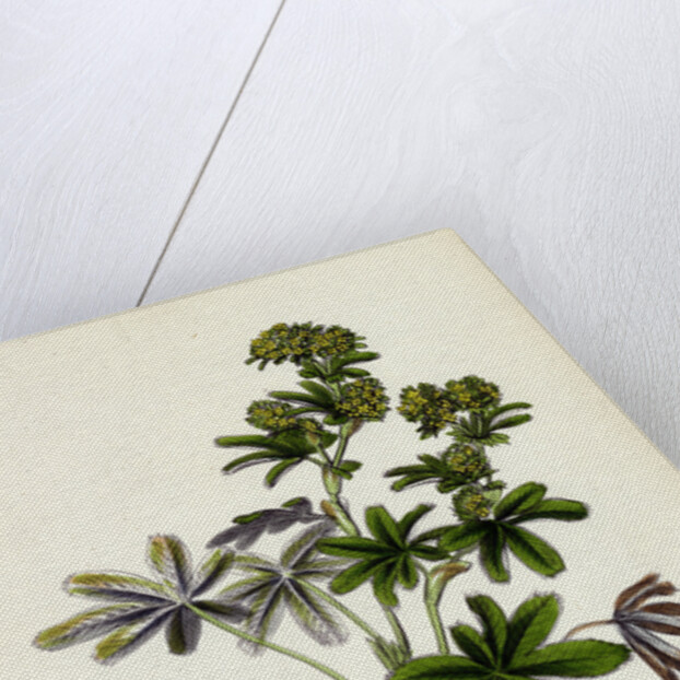 Alchemilla Conjuncta Silvery Lady's-Mantle by Anonymous